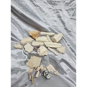 Fossil Coral  Quality Specimen Pieces Assorted